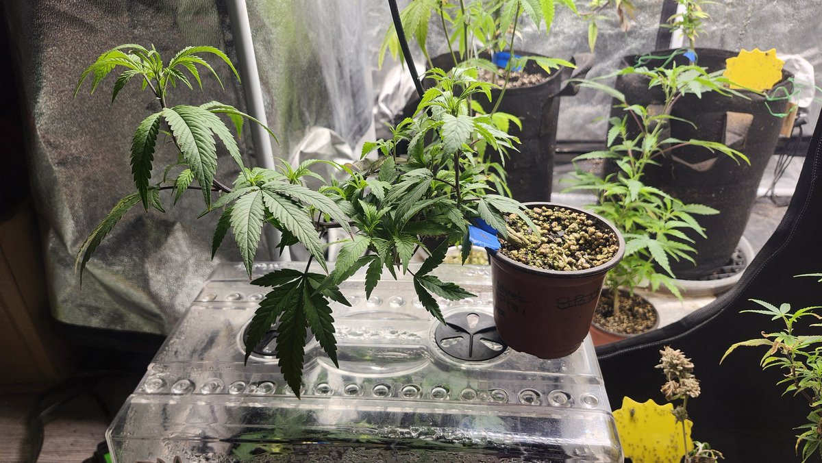 Drew Barrymore keeper Cut 1
Good Afternoon #pot_break