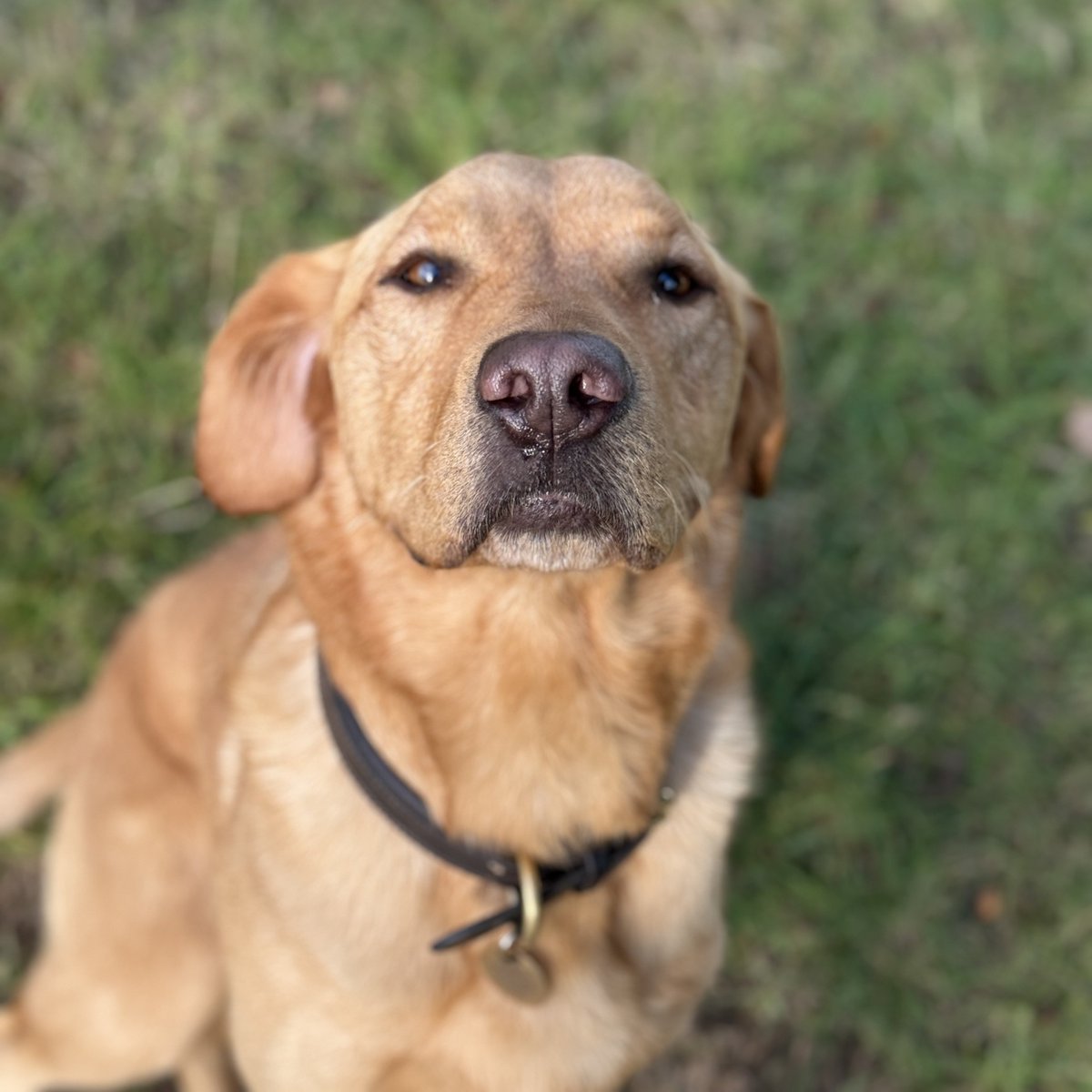 millypod1's tweet photo. HECTOR HOME SAFE. THANKS FOR RT's 😊🐕🐾
🆘2 SEPT 2025 #Lost Hector #ScanMe
Labrador Retriever Male #Handcross #HaywardsHeath #WestSussex #RH17 https://t.co/aMKwRD29UG https://t.co/83khzbSkIf