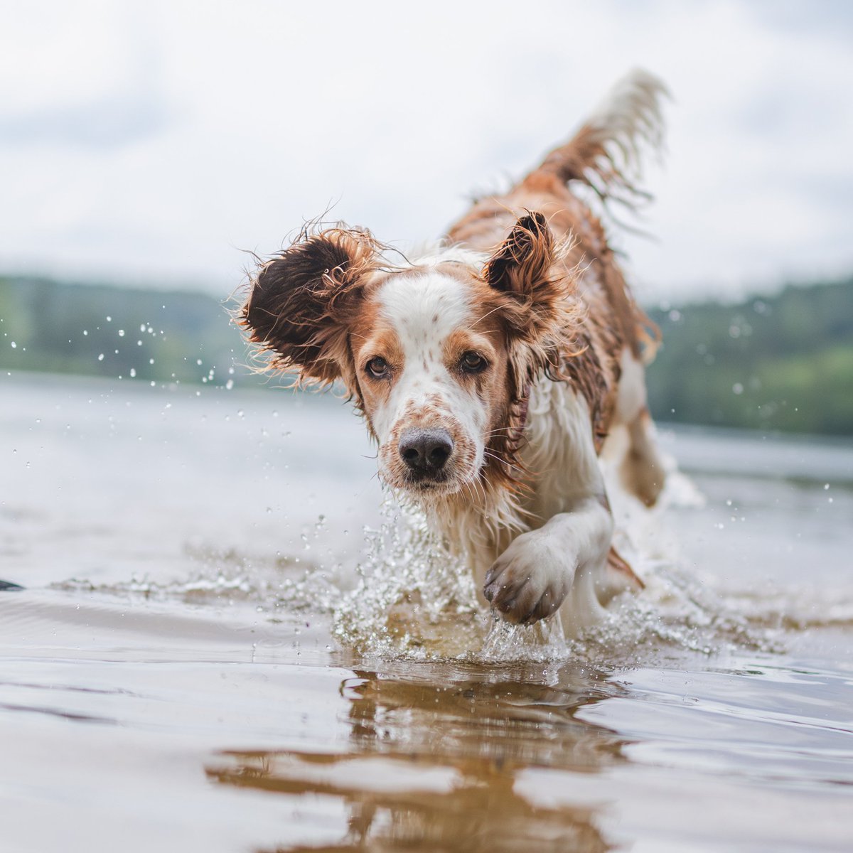 hundstallet.se/aktuellt/fakta…