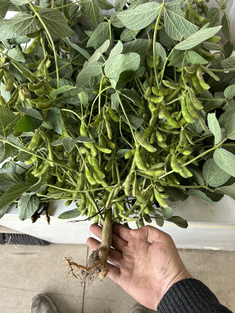 TrevorCrowe11's tweet image. 600 pods on one stalk of Pioneer Z series P21z soybeans! #corteva #Pioneer #zseries
