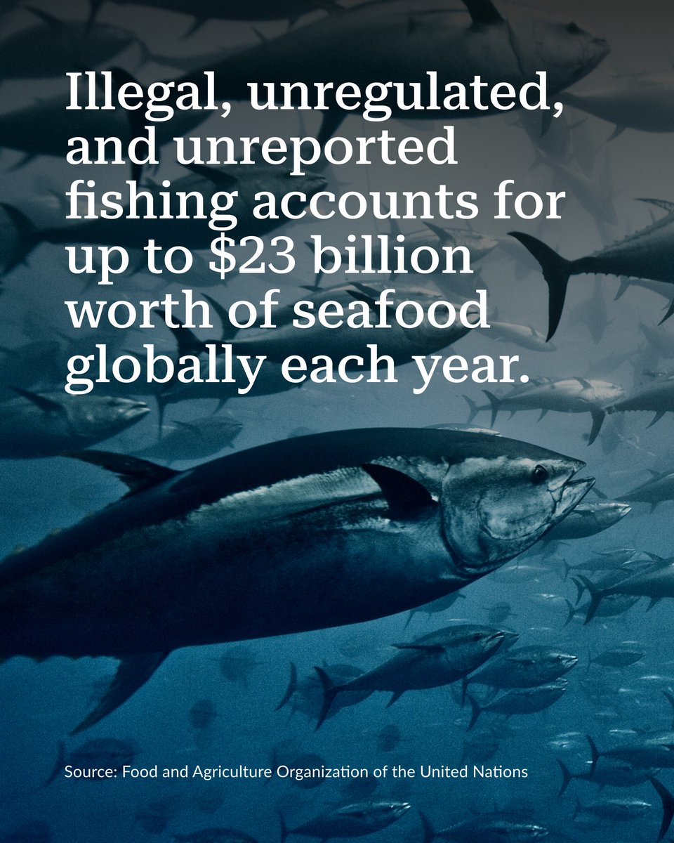 pewenvironment's tweet photo. This month, Eastern Pacific countries have the chance to modernize their tuna fisheries to help keep them sustainable and keep illegally caught fish off the market. #IATTC https://t.co/3pNHReKNGi

📸 Giordano Cipriani/Getty Images https://t.co/SFe46R40C4