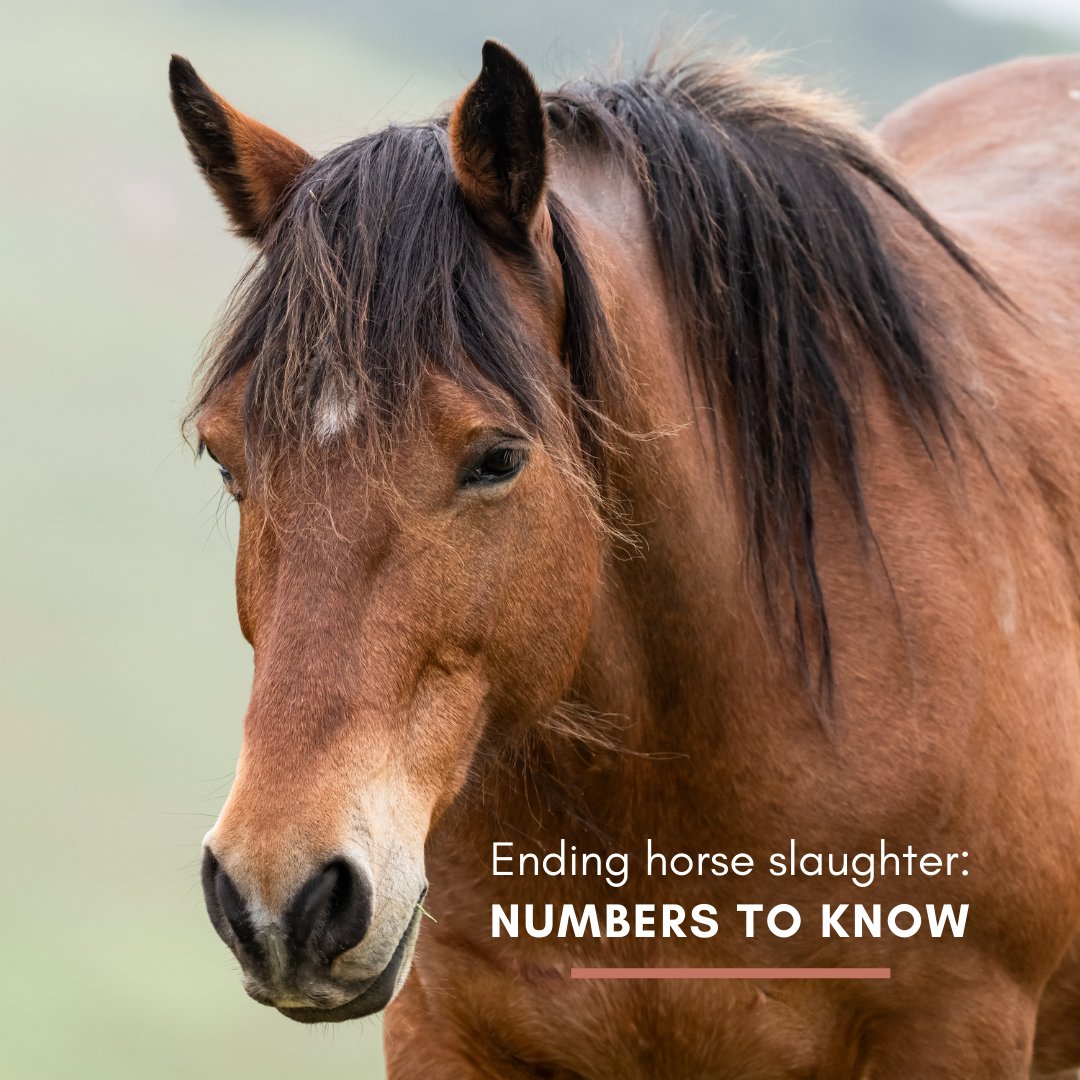 ReturnToFreedom's tweet image. 🛑New statistics show that the number of American horses shipped to Mexican or Canadian slaughterhouses is up more than 25% this year.

Thousands of #horses will continue to suffer and die needlessly until Congress passes the Save America’s Forgotten Equines (SAFE) Act.