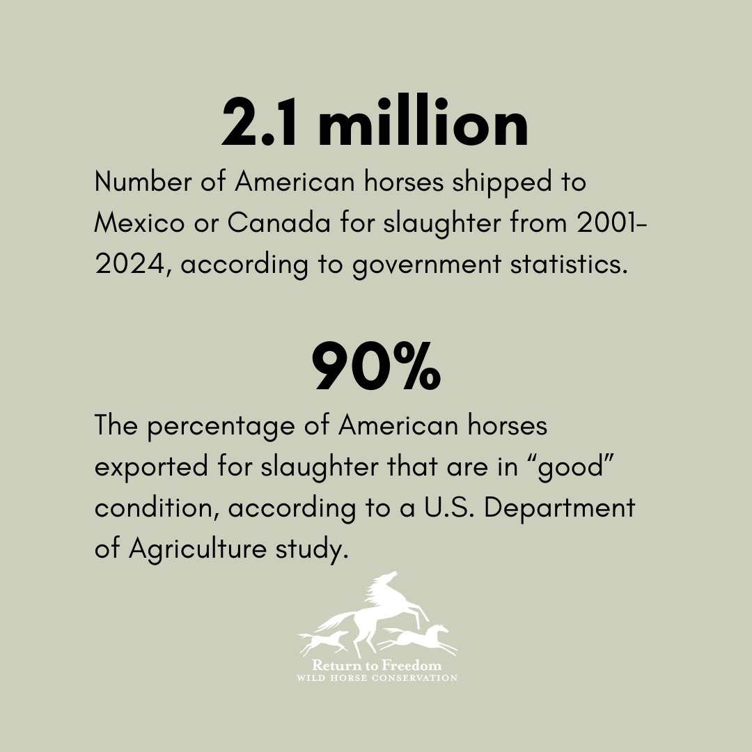 ReturnToFreedom's tweet image. 🛑New statistics show that the number of American horses shipped to Mexican or Canadian slaughterhouses is up more than 25% this year.

Thousands of #horses will continue to suffer and die needlessly until Congress passes the Save America’s Forgotten Equines (SAFE) Act.