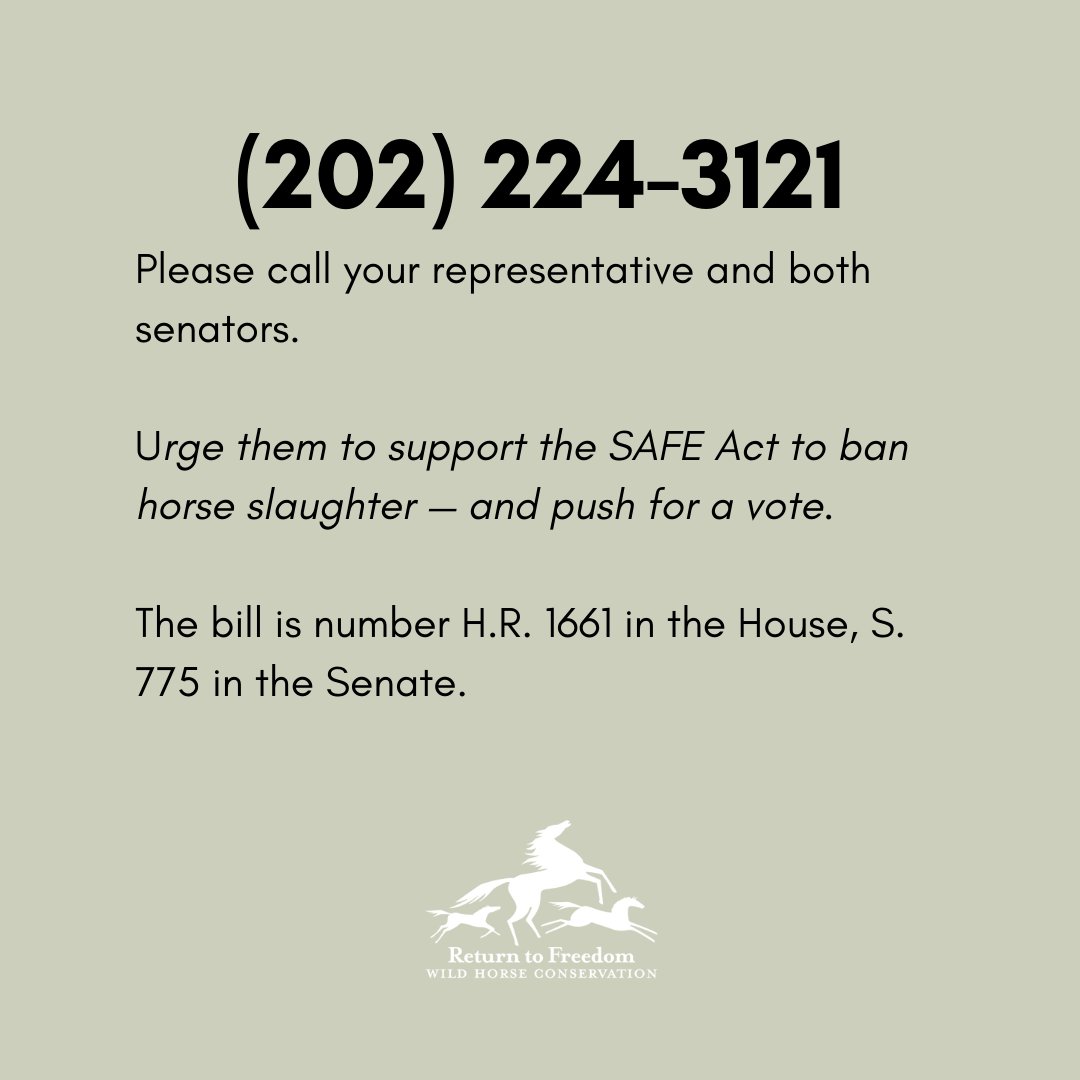 ReturnToFreedom's tweet image. 🛑New statistics show that the number of American horses shipped to Mexican or Canadian slaughterhouses is up more than 25% this year.

Thousands of #horses will continue to suffer and die needlessly until Congress passes the Save America’s Forgotten Equines (SAFE) Act.