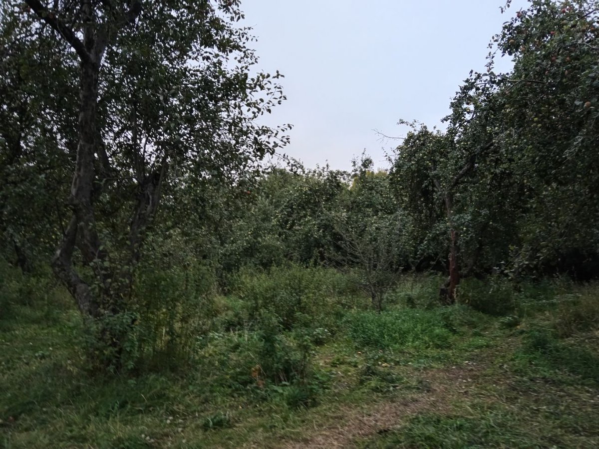 Феи существуют! (@lisalinsy) on Twitter photo 