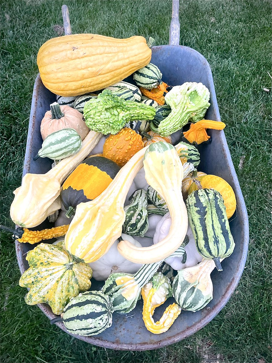 The gourds are hitting their stride…  #GreenSideUpGarden #Gourds #HudsonValley #DutchessCounty