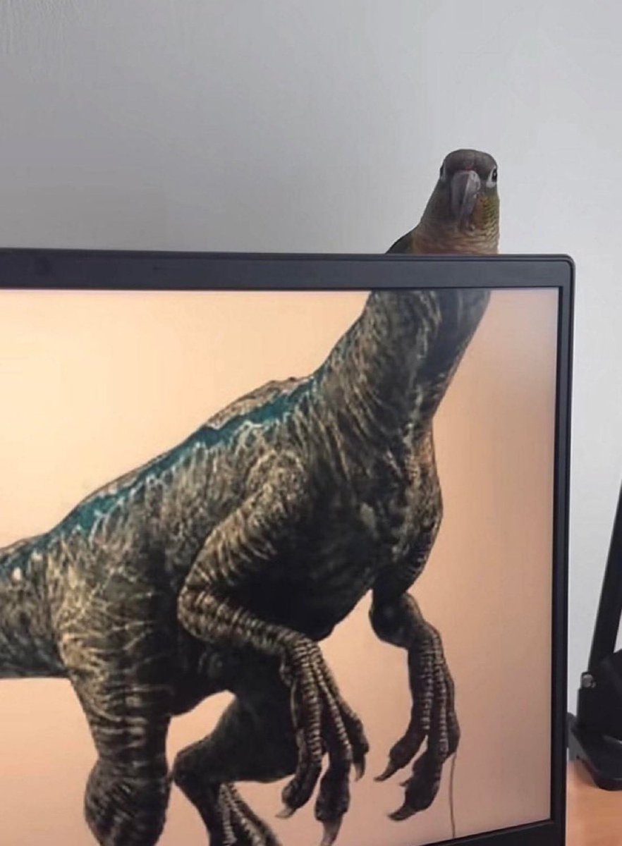 Out of Context Birds tweet media