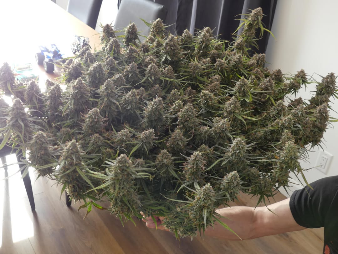 Seedsman (@seedsmanseeds) on Twitter photo Want to grow the ππ¨πππ¬ ππππ§π§πππ ππ¨π§π’ for FREE? π
Here's your chance to win π π¦π²π²π±π.π±
1οΈβ£ FollowΒ <a href="/SeedsmanSeeds/">Seedsman</a>
2οΈβ£ Retweet this post
3οΈβ£ Tag a friend
The 2οΈβ£ winners will be randomly chosen and announced on 16th September. Want to grow the ππ¨πππ¬ ππππ§π§πππ ππ¨π§π’ for FREE? π
Here's your chance to win π π¦π²π²π±π.π±
1οΈβ£ FollowΒ <a href="/SeedsmanSeeds/">Seedsman</a>
2οΈβ£ Retweet this post
3οΈβ£ Tag a friend
The 2οΈβ£ winners will be randomly chosen and announced on 16th September.