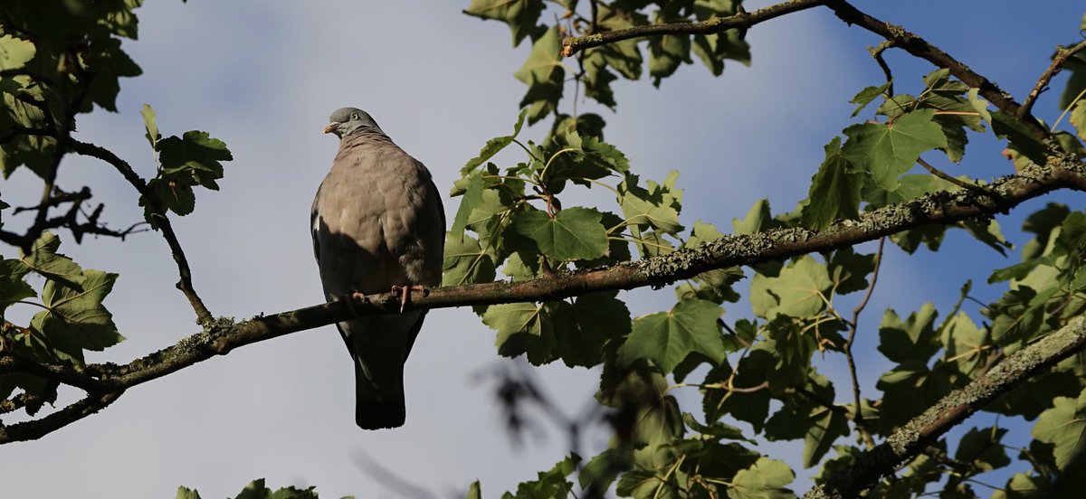 madeleine (@rem0te_jet) on Twitter photo 