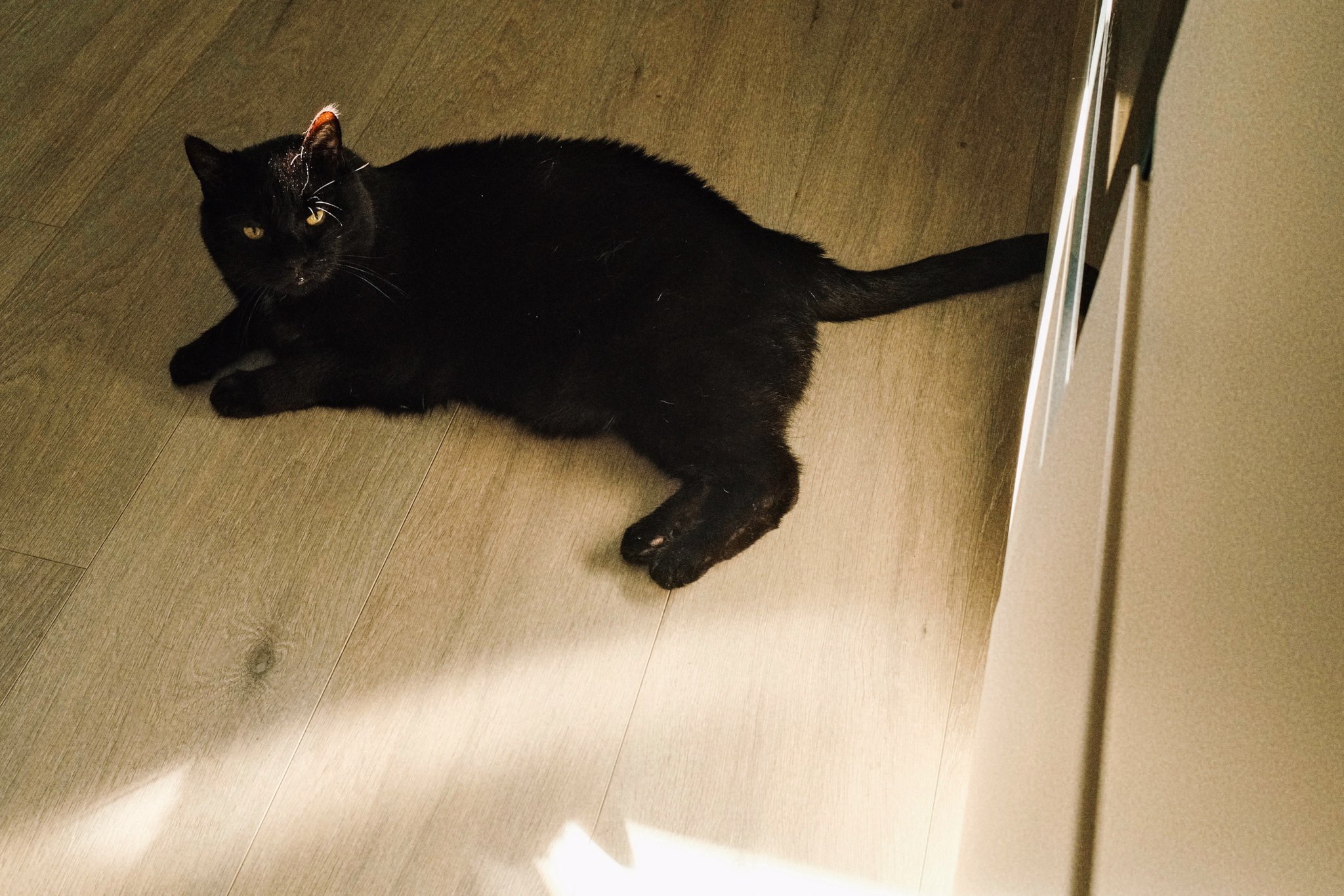 黒猫 ja:carp14 on X: 