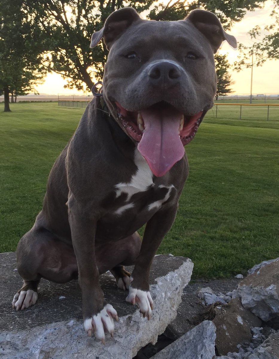 The dog dayz of summer = perfect skydive weather!

For more info., our FAQs, or to book your spot, visit skydiveindianapolis.com.