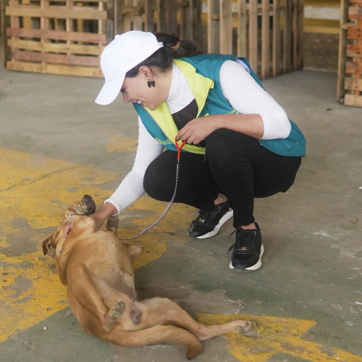 DayanRustrian's tweet image. Feliz porque iniciamos jornada de castración de perritos callejeros en Fraijanes ✨🐶🌿