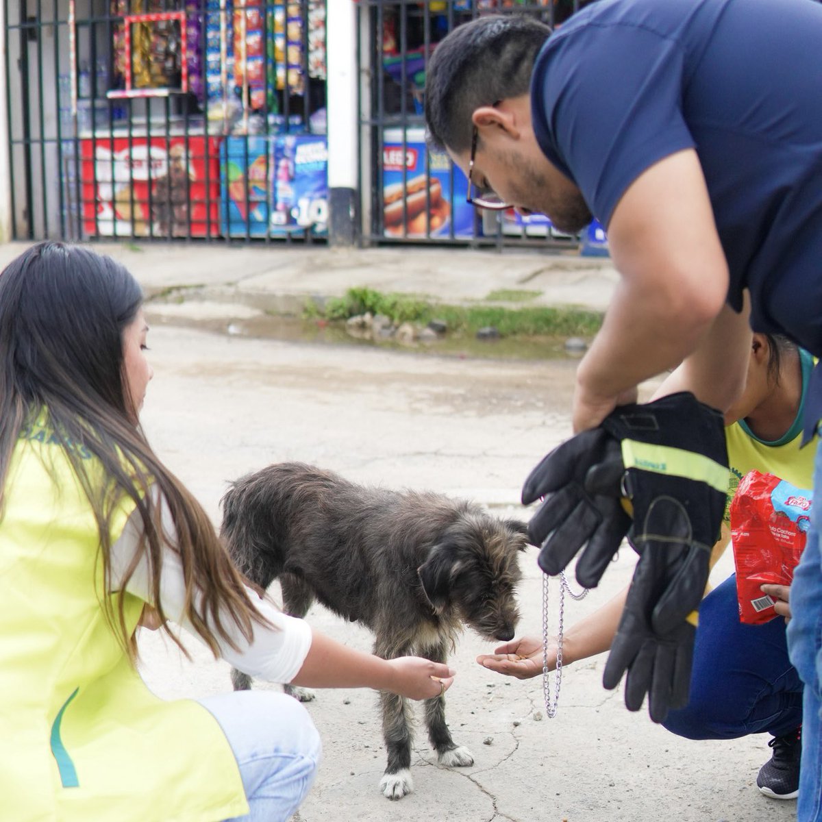 DayanRustrian's tweet image. Feliz porque iniciamos jornada de castración de perritos callejeros en Fraijanes ✨🐶🌿