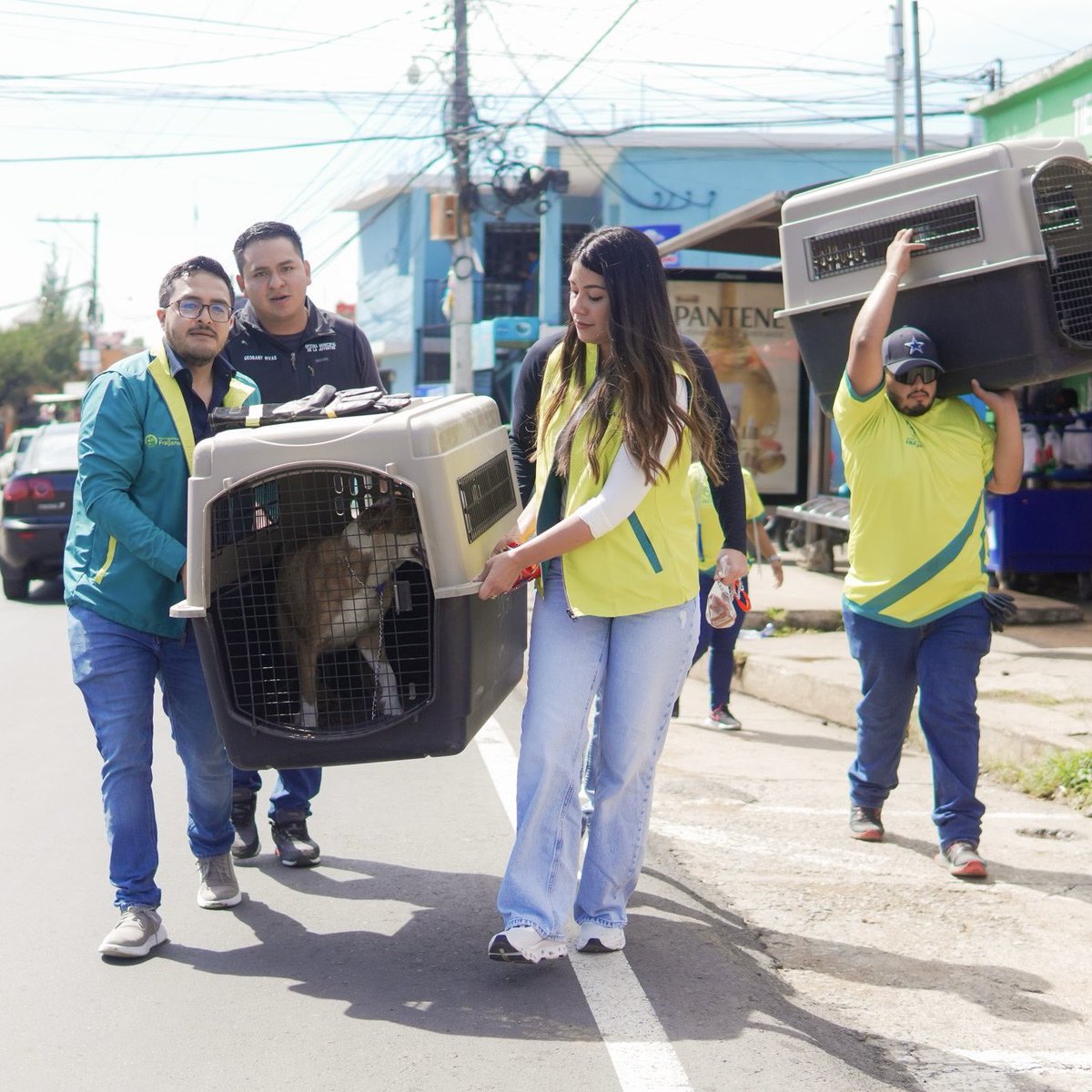 DayanRustrian's tweet image. Feliz porque iniciamos jornada de castración de perritos callejeros en Fraijanes ✨🐶🌿