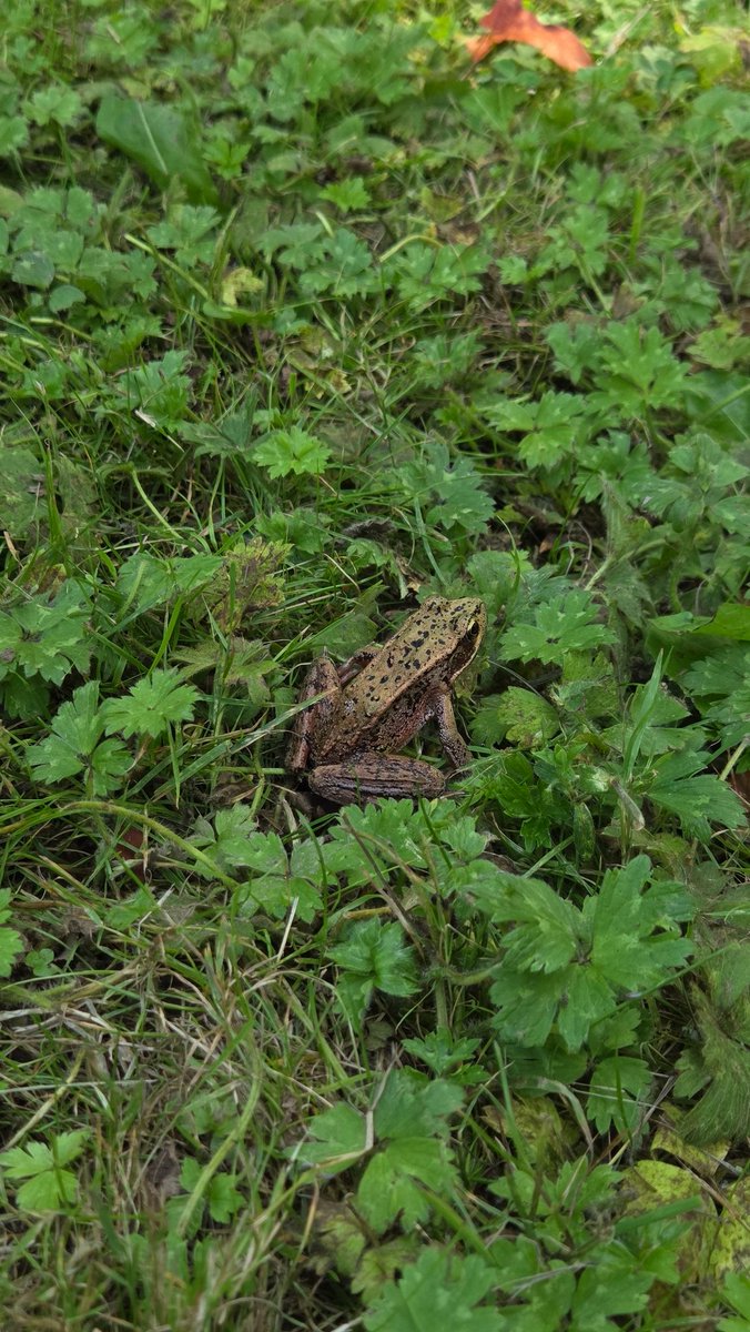 Cool frog spotted!