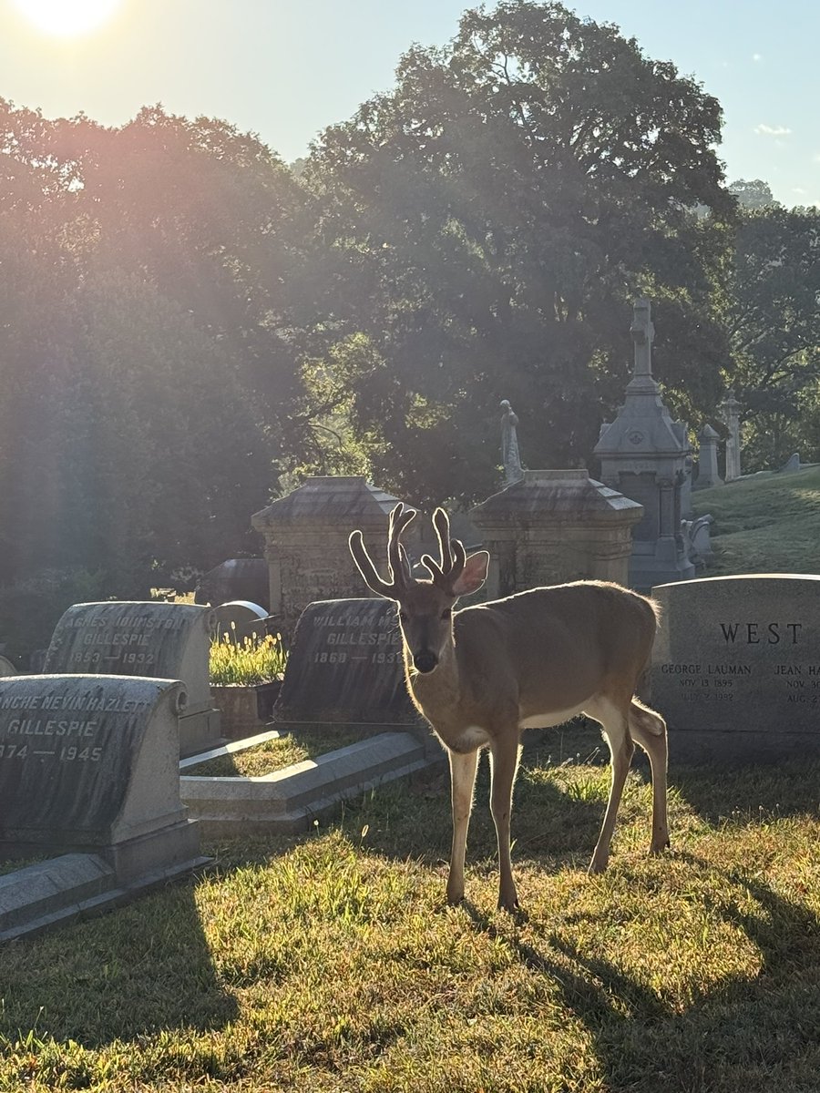 Happy yung buck szn to all who celebrate