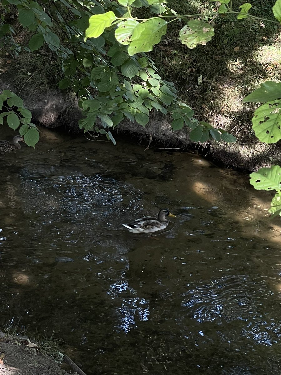 niframeee's tweet image. Hallooooo hier eine Ente🦆