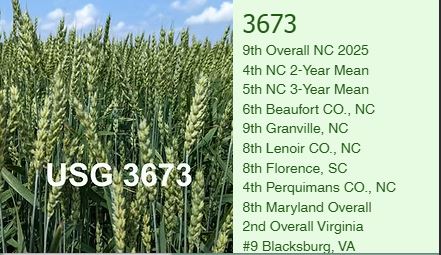 UniSouth's tweet photo. Going to be putting some wheat highlights out there over the next couple weeks. It's that time of the year agian! First one is USG 3673. Medium maturity and height. Hessian fly BCDLO resistant! #wheat #seed #yield #agriculture #farming #plant2025 https://t.co/eF7wD7uh94 https://t.co/oK9uWmnATg