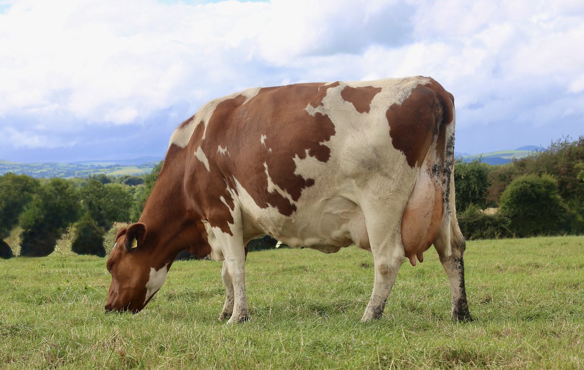 Kilsunny_Herd's tweet photo. Kilsunny Lily Red EX90 - classified EX for the first time this Autumn
🥛 projected to milk 9564 litres & 703 kgs milk solids this year
🏆 classified EX90 on her 4th lactation
🐄 VG88 dam milked 91,746 litres and 6,815 kgs solids in 9 lactations
#britishfriesian #redlady #cows https://t.co/p8NEGbk6Ez
