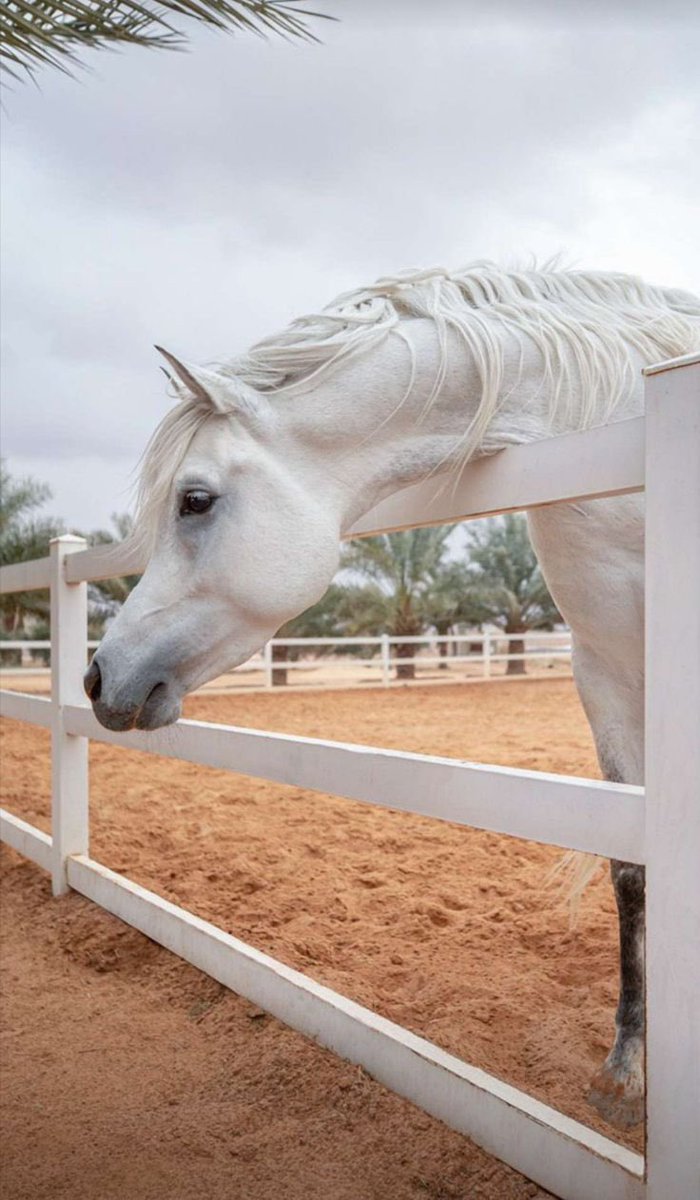 لَا أشرَبُ المَاءَ مَا لَم يَصفُ مَورِدُهُ..
ولَا أقُولُ لِمُعْوَجِّ الوِصَالِ: صِلِ ..!