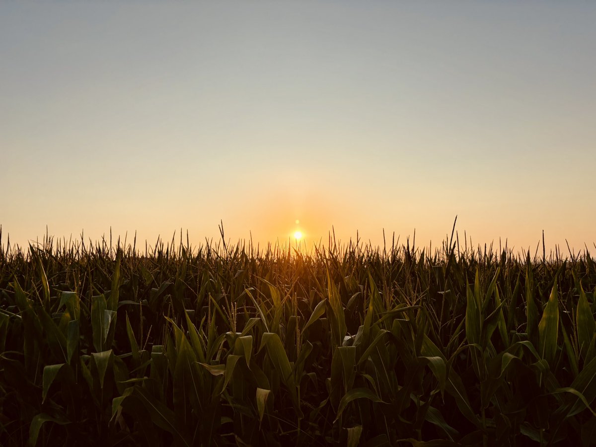 “Gök sarı, toprak sarı, çıplak ağaçlar sarı... “