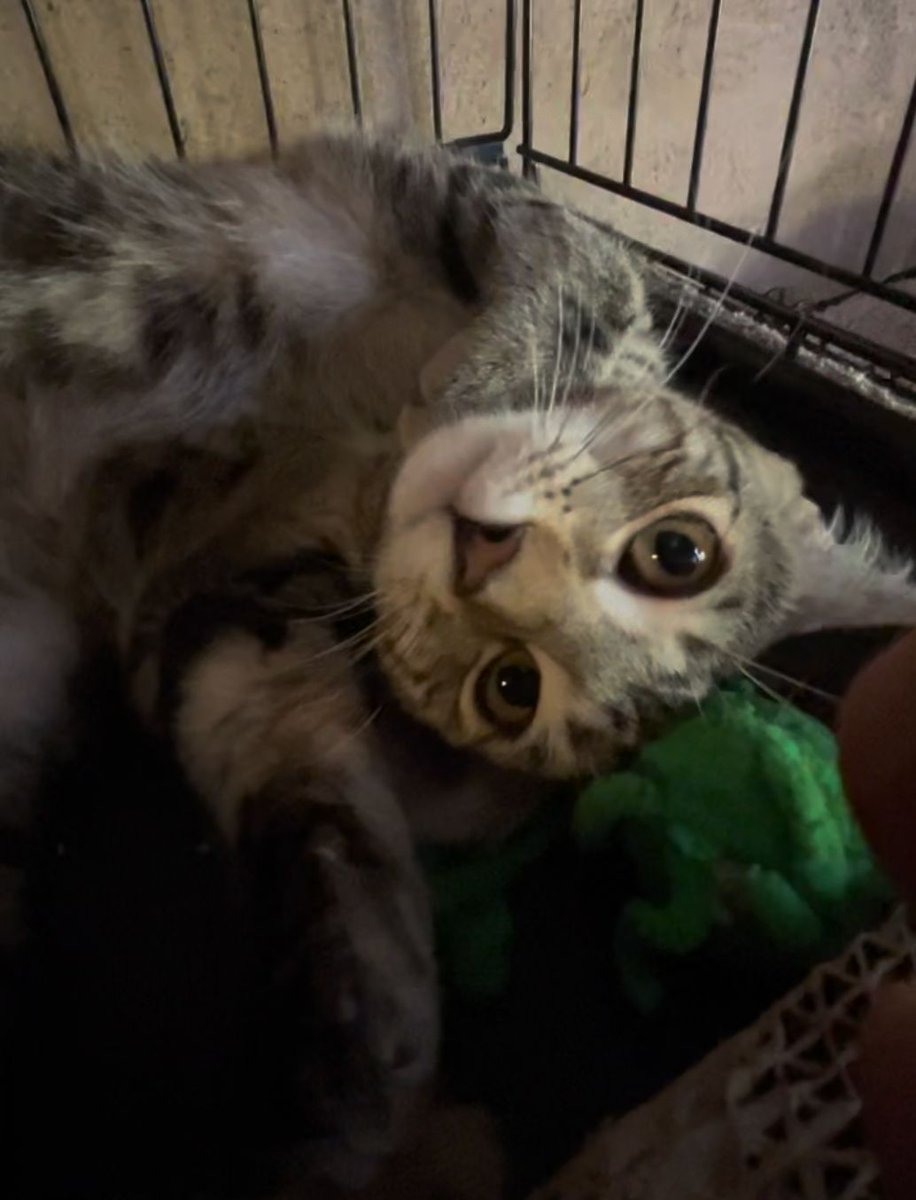 KITTEN ALERT!

Honey and her brother Jake arrived yesterday. She is very small and extremely affectionate, crawling all over you and meowing and purring. He is silly and likes to do flops. Anyone in #Tucson want a six-month-old kitten or two?