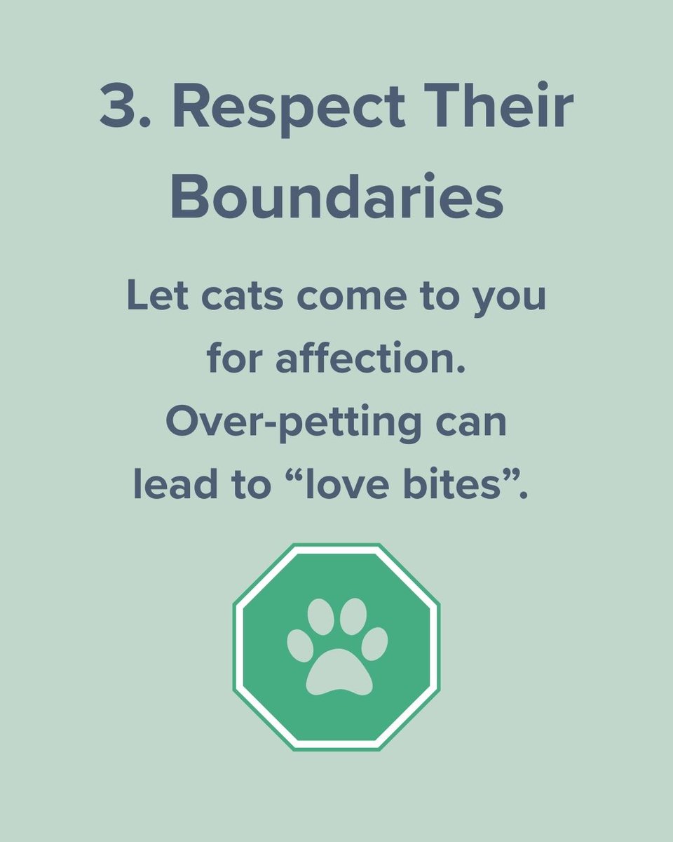 🐱💬 Ever wish you spoke fluent cat?
From tail flicks to slow blinks, your cat is always talking. 👀

Save this &amp; send to a fellow cat parent who needs the reminder. 🧡🐾

#CatCareTips #DrMartyPets