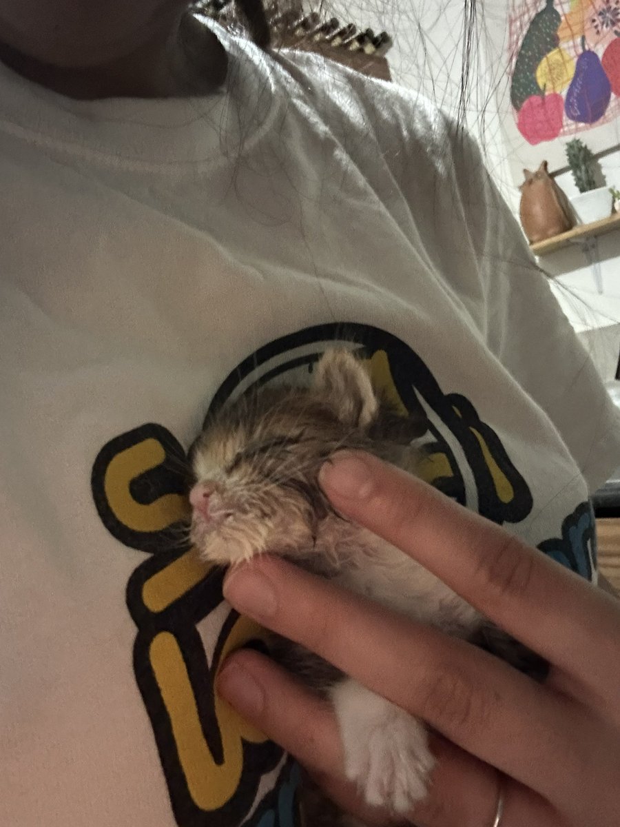 mjorayon's tweet photo. Ayer falleció la gatita, me picó una araña en el ojo, me operaron de una cosa en la espalda y hoy estoy muy triste y cansada ☹️ https://t.co/E97YANAI2x