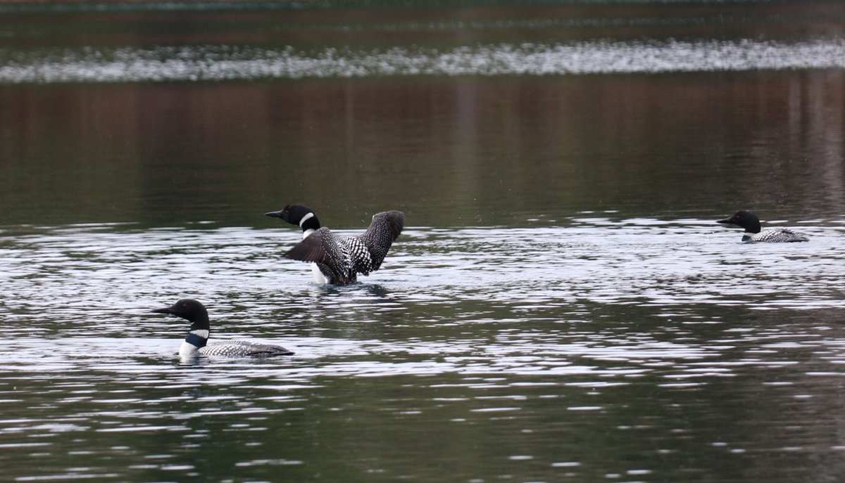 🦆 Happy National Wildlife Day!

🫎 Wildlife such as the common loon are great indicators of lake health, and we are lucky to have so many of them at our lakes! 

🐢 What are some wildlife that you have seen this summer?

#KettleLakesPP #OntarioParksNE