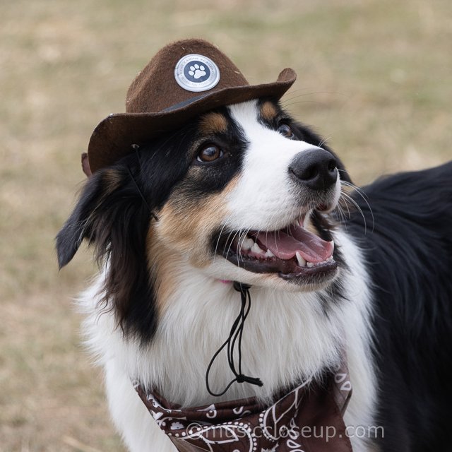 MusicCloseup.com 📷 tweet media