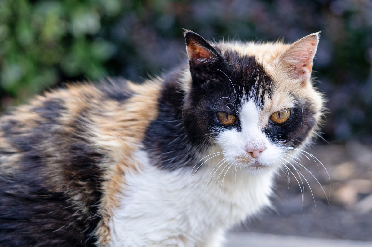 Musgrove Mill Golf Club tweet media