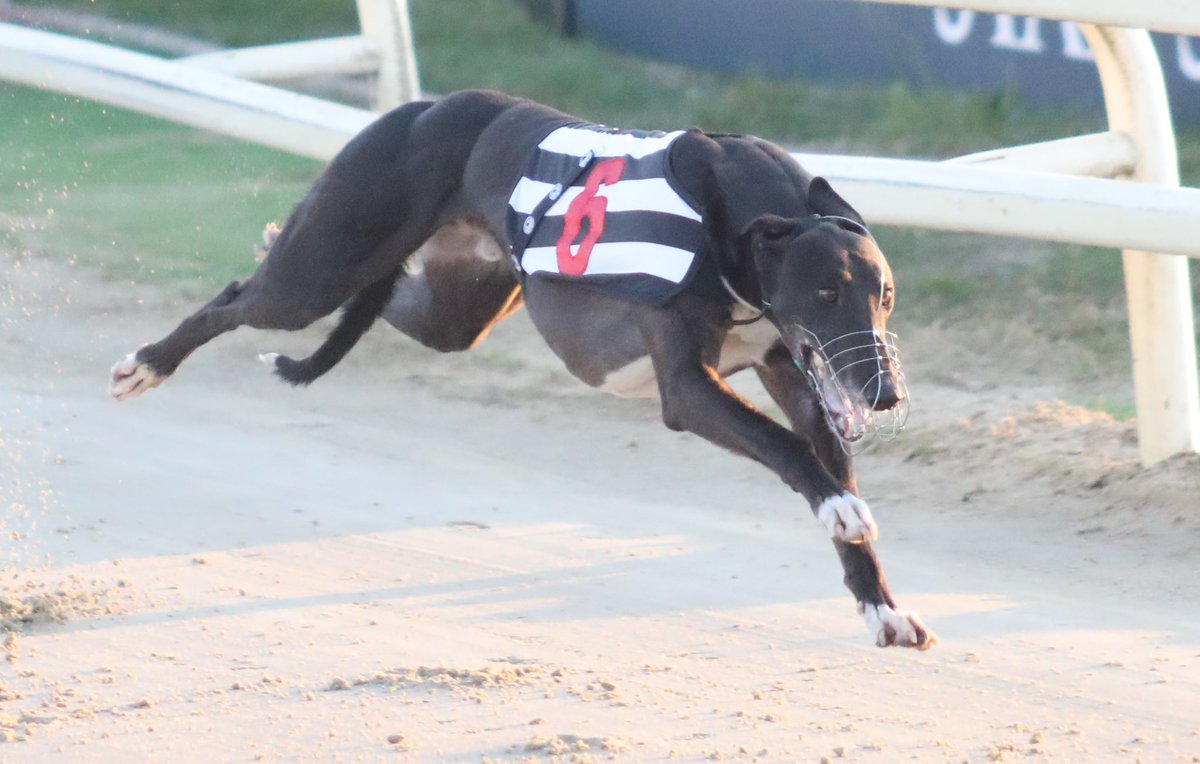 RPGreyhounds's tweet photo. 𝗕𝗼𝗰𝗸𝗼𝘀 𝗗𝗶𝗮𝗺𝗼𝗻𝗱 𝗮 𝗱𝗼𝘂𝗯𝘁 𝗳𝗼𝗿 𝗜𝗿𝗶𝘀𝗵 𝗗𝗲𝗿𝗯𝘆 𝘁𝗵𝗶𝗿𝗱 𝗿𝗼𝘂𝗻𝗱

Doubts emerge as to whether Irish Derby favourite and defending champion Bockos Diamond will run on Saturday at Shelbourne Park

Decision expected to be made in the morning. https://t.co/1uO7xSplXa