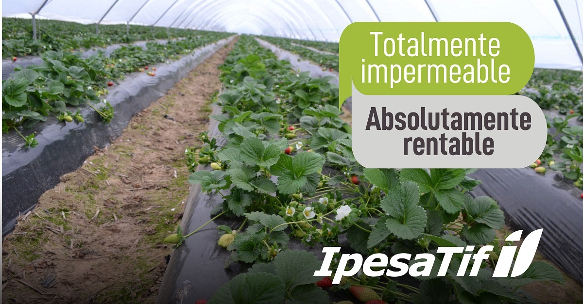 🍓 Frutillas protegidas por IPESA TIF
Este film 100% impermeable, desarrollado con tecnología de coextrusión en 7 capas, garantiza una barrera total para un manejo seguro y eficiente.
💬 Estamos para asesorarte!