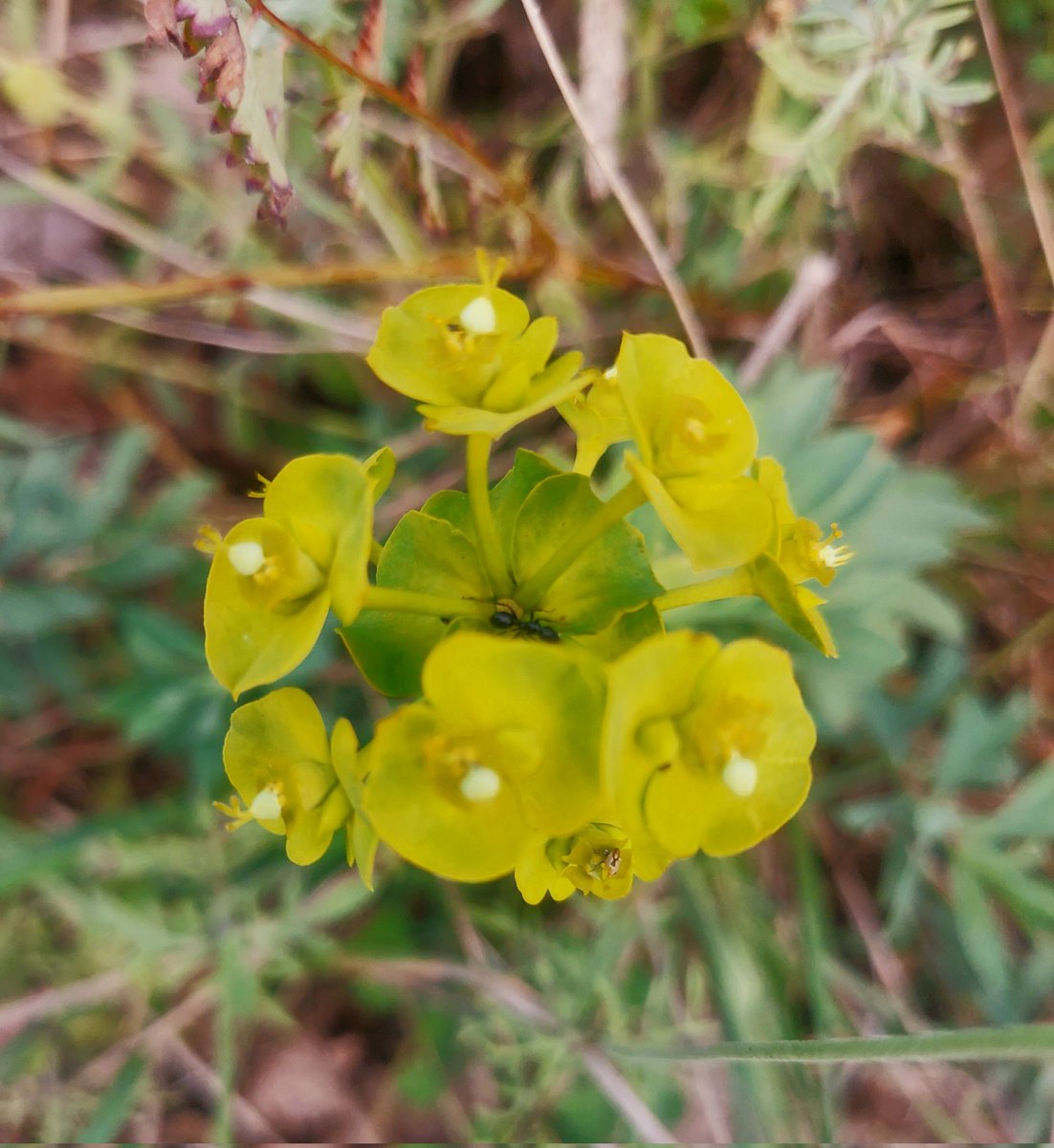 Maria Lea tweet media