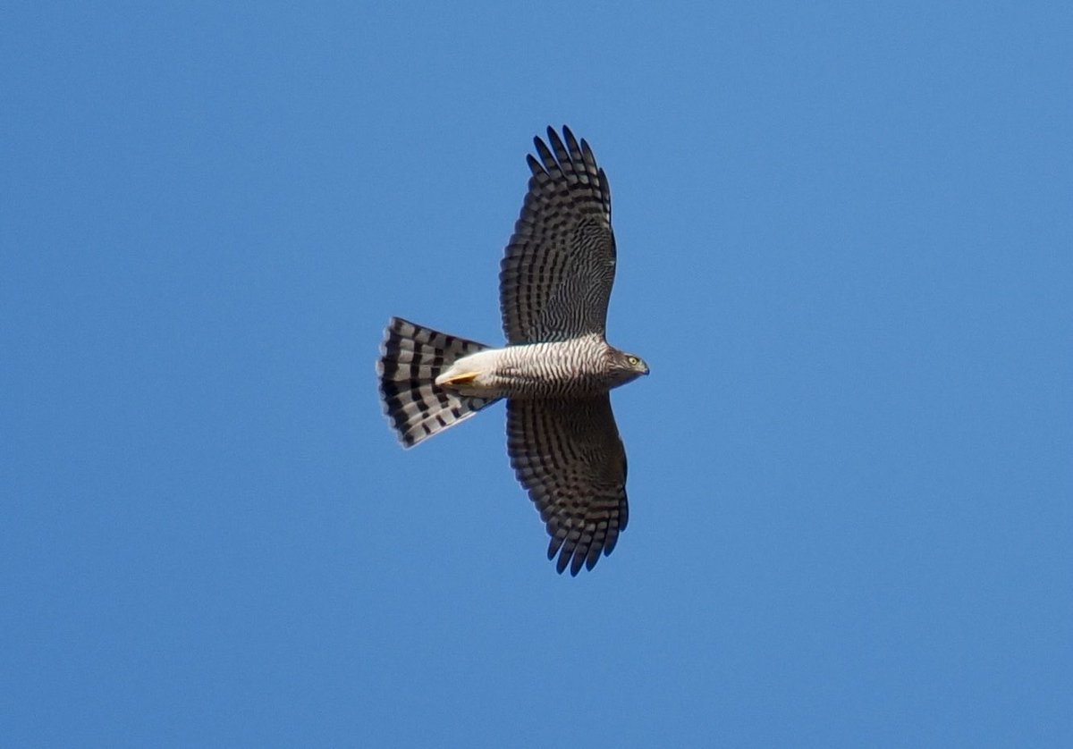 Rob Rackliffe (@robrackliffe) on Twitter photo Having crossed “The Bridge” to Sweden and arrived in Falsterbo, our 1st full day did not disappoint! Stunning BLACK WOODPECKER, 114 Honey Buzzards, 52 Sparrowhawks, 3 Osprey, 2 WT Eagle, pied and spotted flys, redstarts, 235 Tree Pipit and 1037 Siskin! With <a href="/a1virginia/">Virginia Fairchild</a> Having crossed “The Bridge” to Sweden and arrived in Falsterbo, our 1st full day did not disappoint! Stunning BLACK WOODPECKER, 114 Honey Buzzards, 52 Sparrowhawks, 3 Osprey, 2 WT Eagle, pied and spotted flys, redstarts, 235 Tree Pipit and 1037 Siskin! With <a href="/a1virginia/">Virginia Fairchild</a>