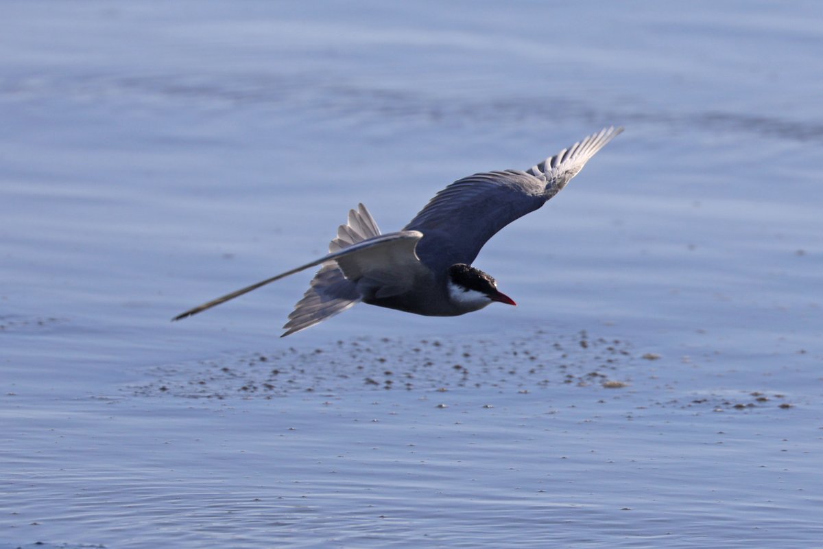 Whiskies at Strandfontein SW Cape Town 🇿🇦