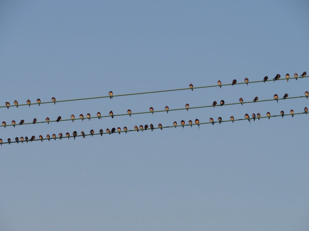 Frampton pools 4 Swift 150+Sand Martin 6 Ring Plover 2 Dunlin over 2 Common Sandpiper 1 Green Sandpiper 6 Cattle Egret 5 Little Egret 5 Grey Heron 34 Gadwall 38 Mallard 16 Tufted Duck 5 Teal 1 Lesser Whitethroat #GlosBirds