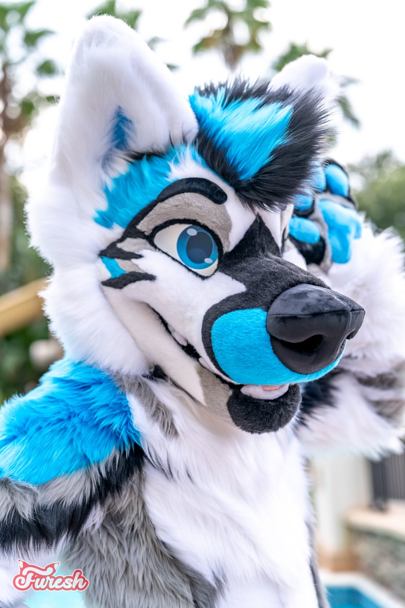Furfuresh's tweet image. We have so many photos of this fullsuit! Check out the full portfolio 📸 
furfuresh.com/portfolio/daik…