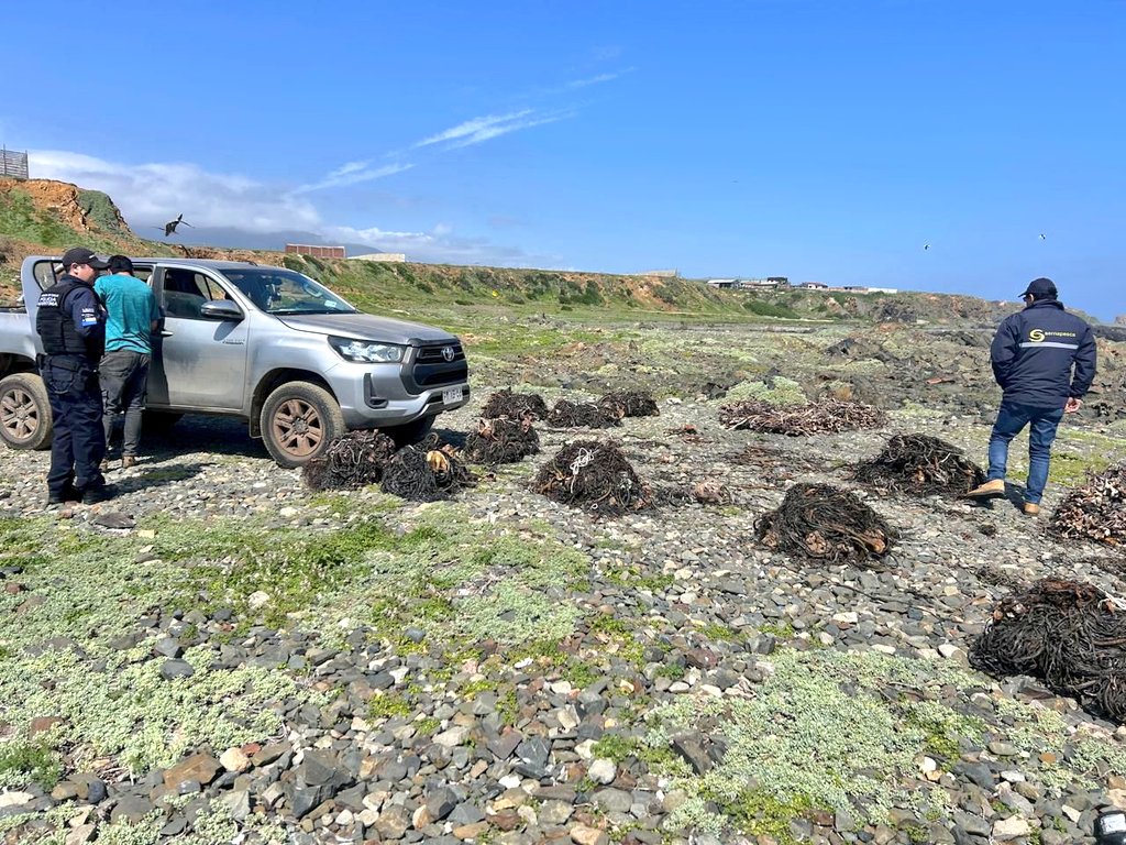 Policía Marítima perteneciente a Capitanía de Puerto de Los Vilos en conjunto con personal <a href="/sernapesca/">Servicio Nacional de Pesca y Acuicultura 🇨🇱</a>, durante fiscalización en sector sur de caleta Las Conchas, sorprenden recoleción ilegal de algas pardas, incautando 100 kgs de huiro palo y 70 kgs de huiro negro.