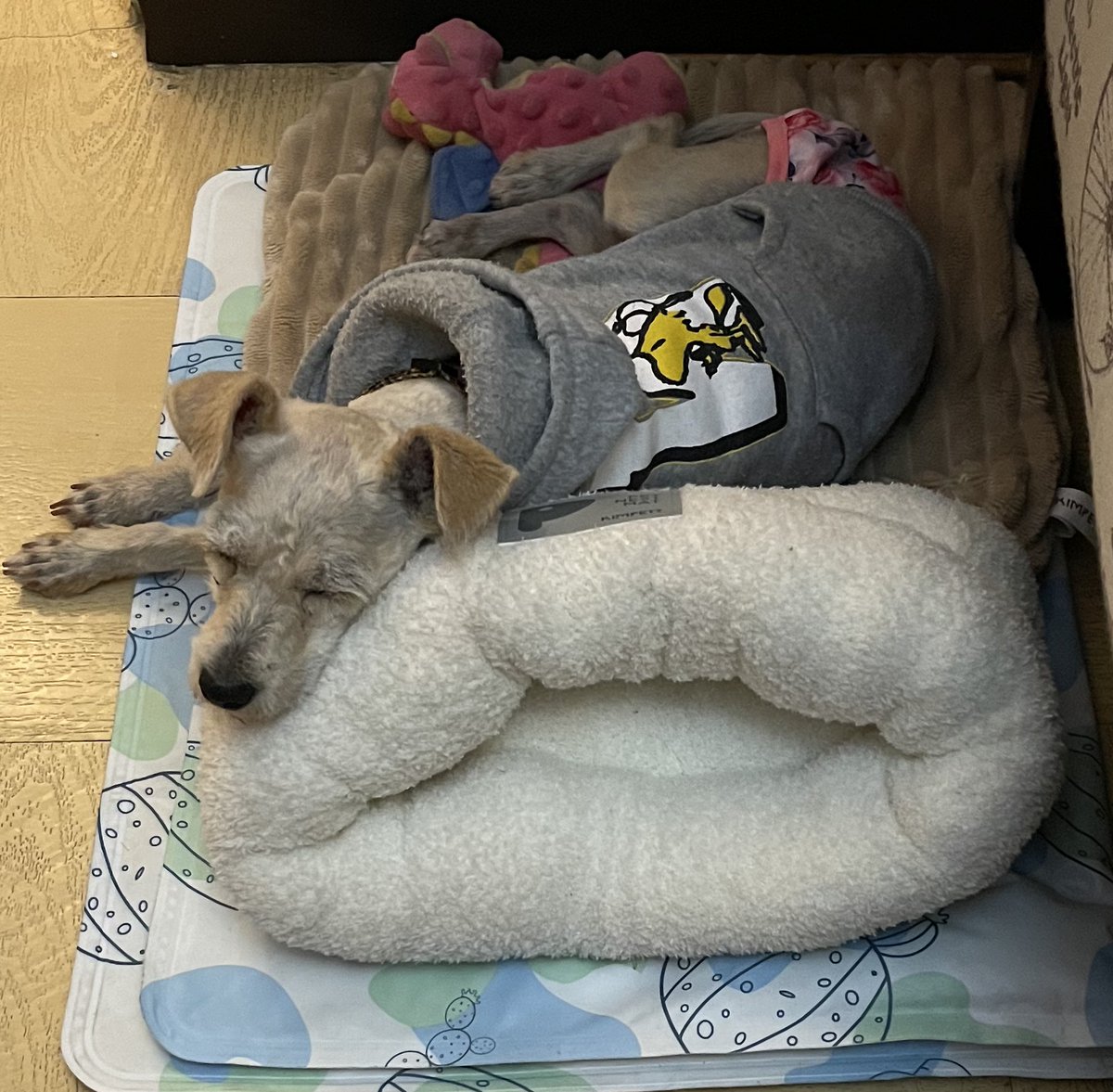 Amo este tuid ❤️