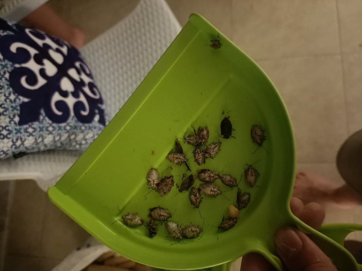 Her akşam balkonumda yaptığım operasyon. Sürekli geliyorlar.
#kahverengikokarca #kokarca #giresun #ordu #fındık #hazelnut