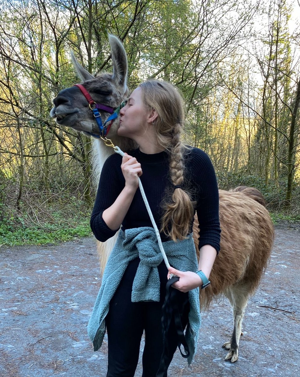 PembsLlamas's tweet photo. Happy ELEVENTH birthday for yesterday to our escape artist pro, Albie! Penblwydd hapus i ti 😊🦙 https://t.co/NcFU1Ugynr