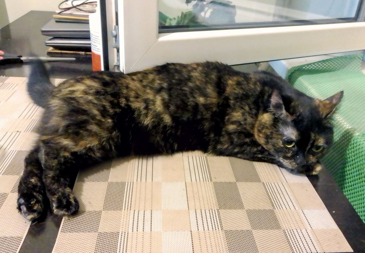 Хух. Замориласі. Ледве хвостом ворусю. Ще ця спека🫠
Певно, треба рухатися в напрямку ліжечка.