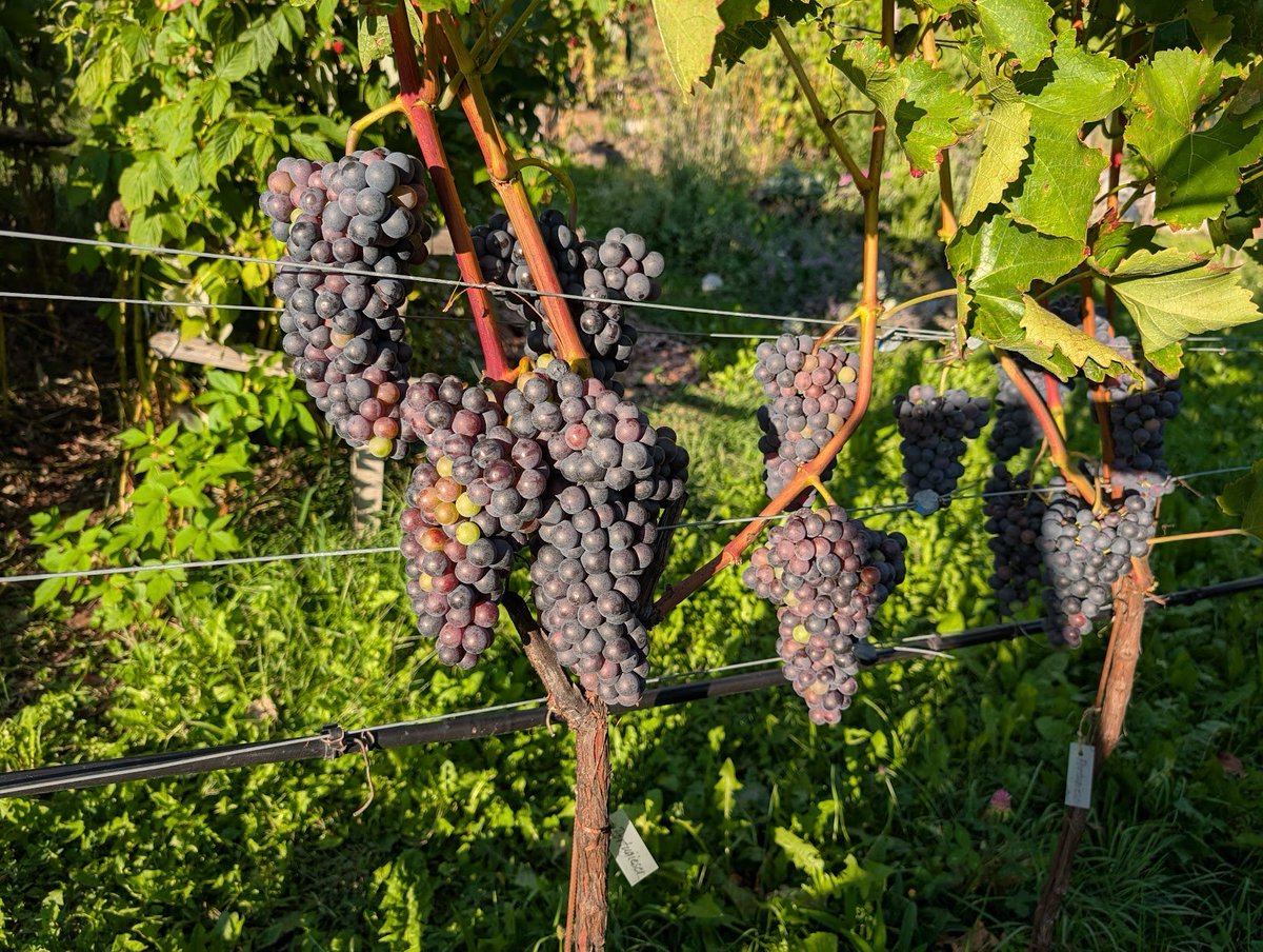 "Blauer Portugieser" salvaged from the old vineyard