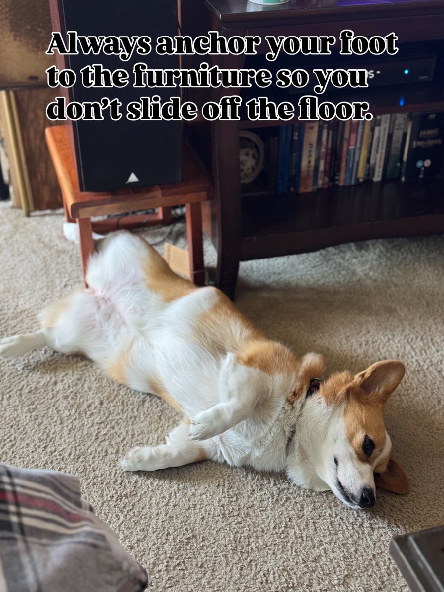 TedRogersLA's tweet image. Seriously, check out that little rabbit’s foot. #CorgiClub