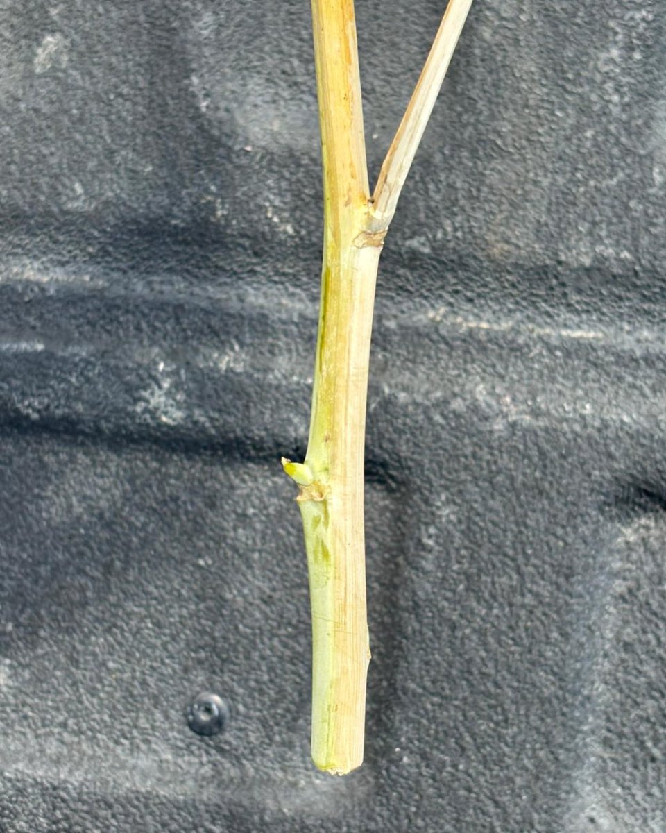 In August, our summer students, Daniela and Zach, kept busy with the next WinField United Canada Field School activity, scouting canola for Blackleg and Verticillium Stripe. 🌱🔍 

These diseases can have a big impact on yield and crop health, so spotting symptoms early is key.