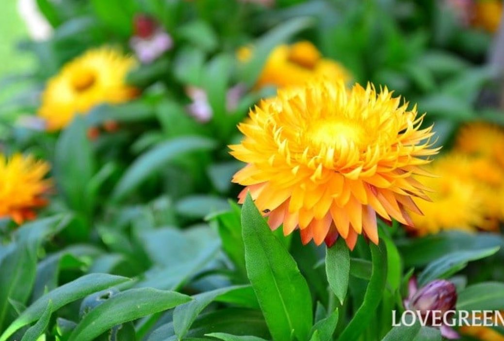 ....‼️

　　　一歩一歩、着実に
　　　　　積み重ねていけば
　　　　予想以上の

　　　　　　　結果が得られる

豊臣秀吉