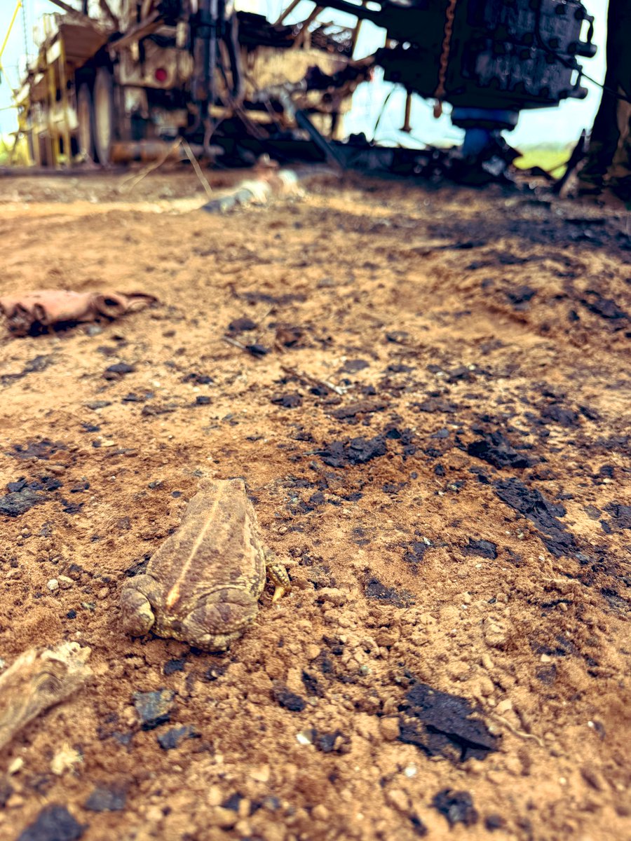 Marshall Hall tweet media