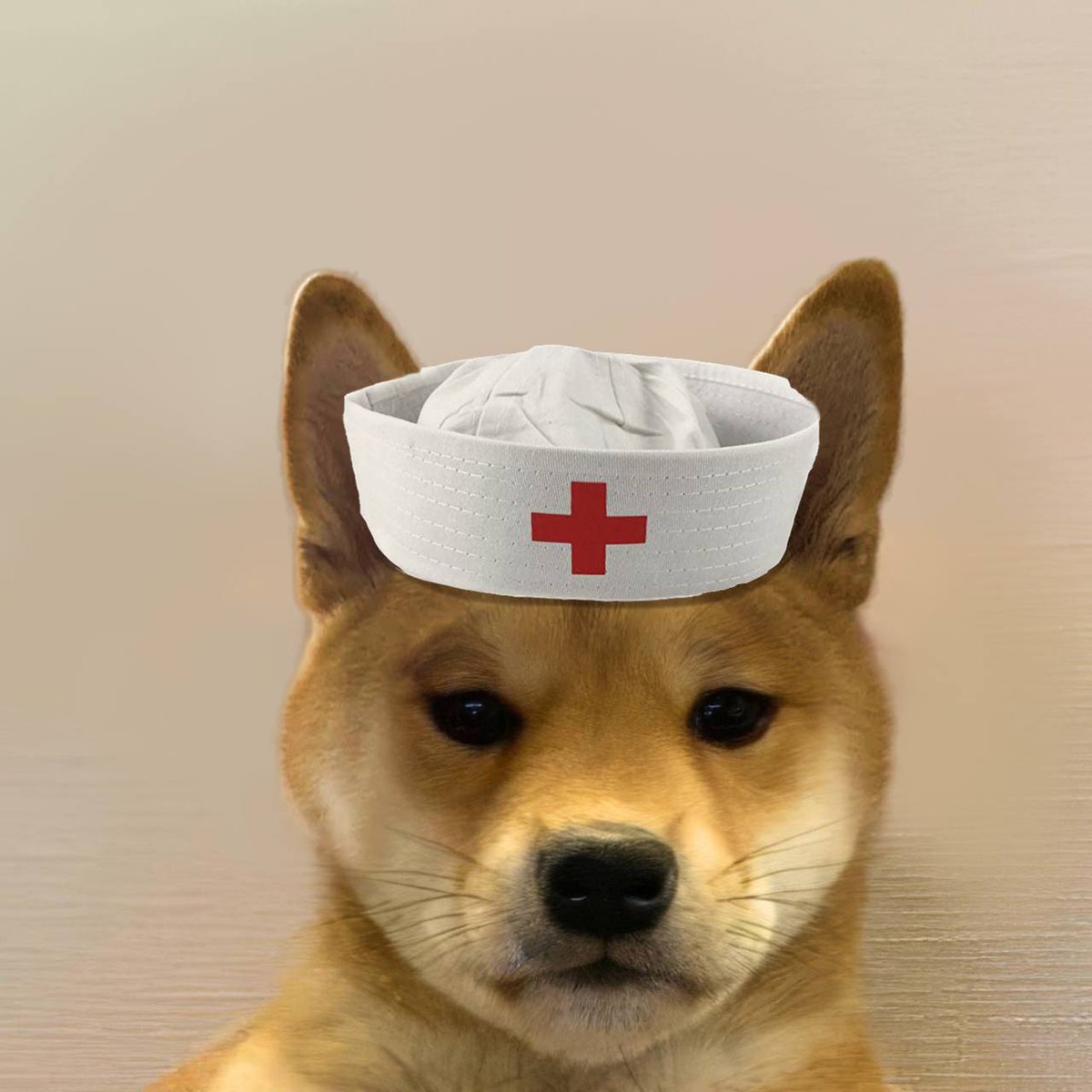 EpochSeer's tweet photo. not bad, but  there is only one og $dogtor https://t.co/SpJl6nOU6B