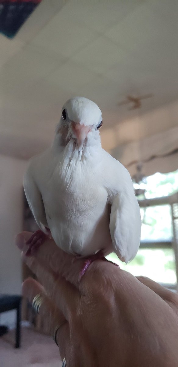 Snowflake tweet media